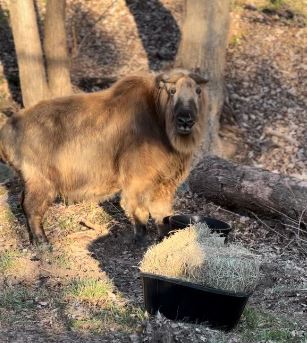 Sichuan Takin Eating Hay