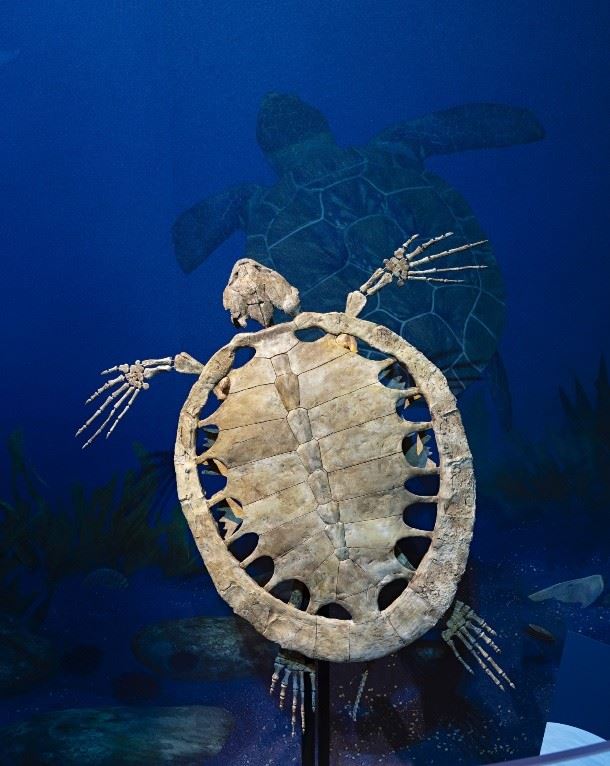Prehistoric Sea Turtle skeleton